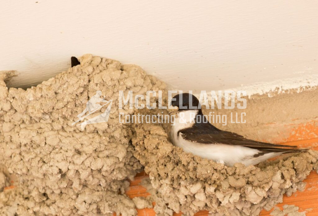 Prevent Bird Nests On Roof Eaves